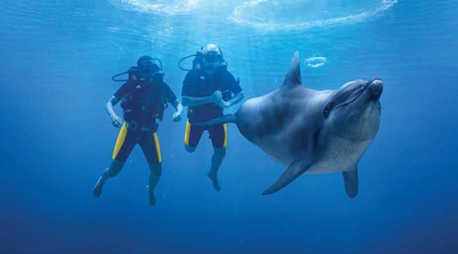 Dolphin Scuba Dive