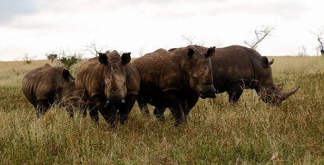 Rhino Tagging