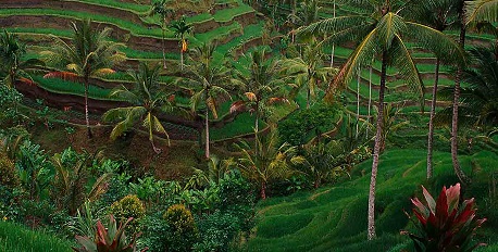 Fields of Central Bali