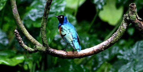 The Taman Burung Bali Bird Park 