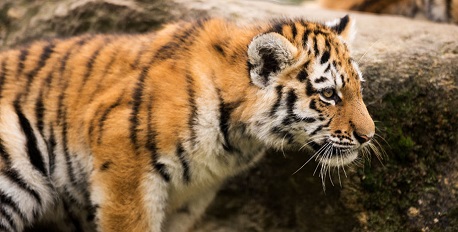 Newborn Tiger Cubs