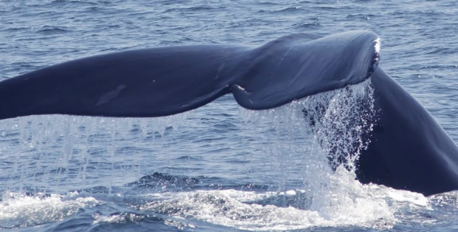 The Spot Blue Whales