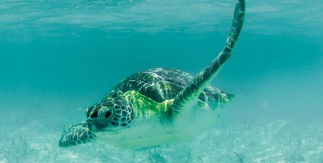 Sea Turtle Initiative