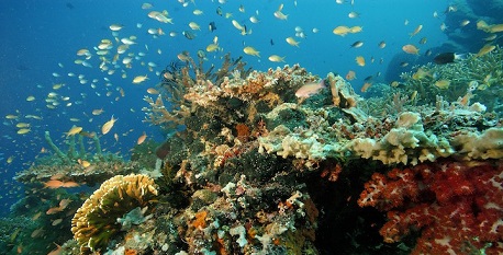 Vibrant Reefs and Coral Cays