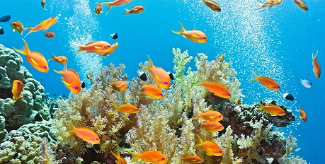 Coral Restoration Programme