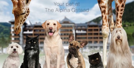 Your Pet at The Alpina Gstaad