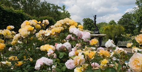 Rose Garden