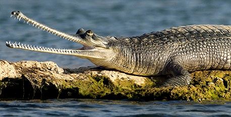 A Crocodile Encounter