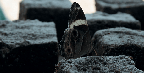 Butterflies o Glenburn