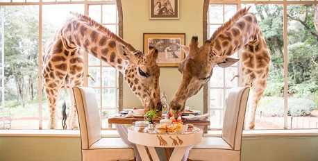 Breakfast with Giraffes