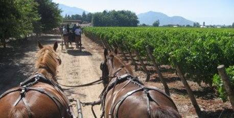 Colchagua Valley Wineries 