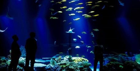 John Shedd Aquarium