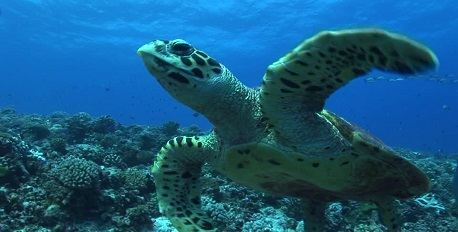 Ostional Sea Turtle Excursion