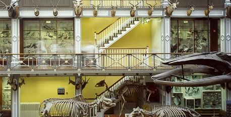 National Museum of Ireland – Natural History