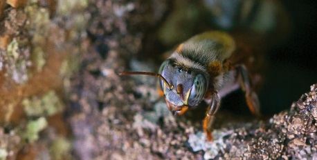 Melipona Bee Hive