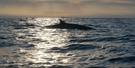 Whale Watching from Shore