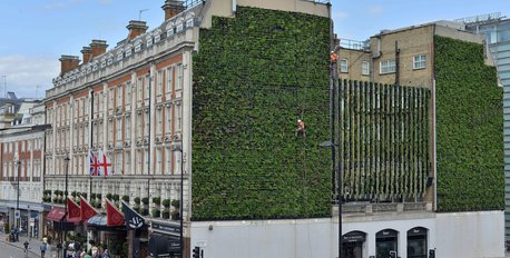 The Living Wall