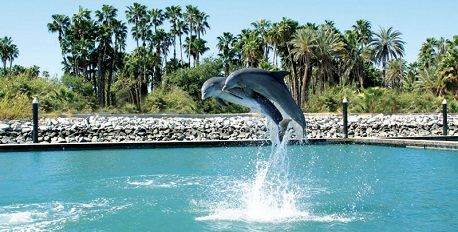 Dolphin Discovery Los Cabos