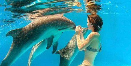 Ultimate Dolphin Swim