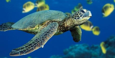 Snorkeling with Sea Turtles
