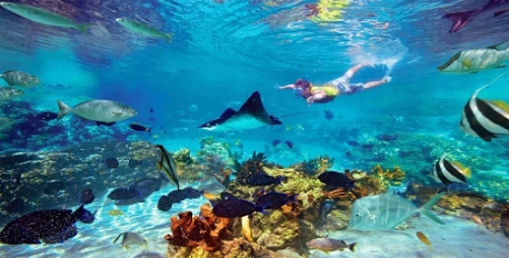 Snorkeling and Diving Tours