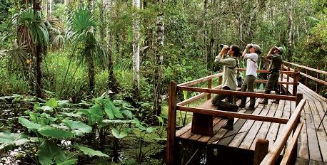 Rainforest Garden