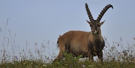 Ibex Safari