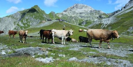 Farmers on the Alp