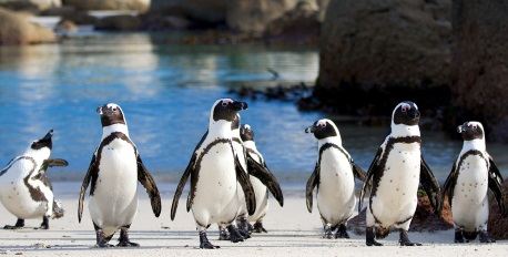 Boulders Penguin Colony 