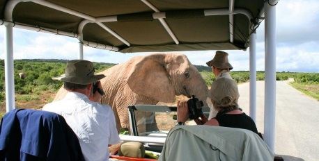 Addo Elephant National Park Morning Safari