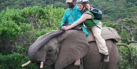 Elephant Back Safari & Interaction