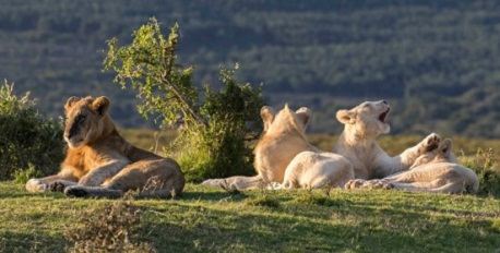 Pumba Day Safari