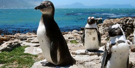 Penguins at Stony Point - Betty's Bay