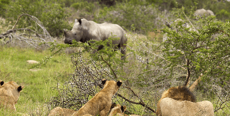 Rhino & Lion Nature Reserve