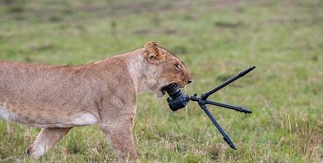 Photographic Safari