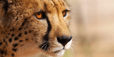 Hoedspruit Cheetah Research Project