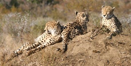Cheetah Breeding Project