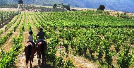  Cape Winelands Riding Experience