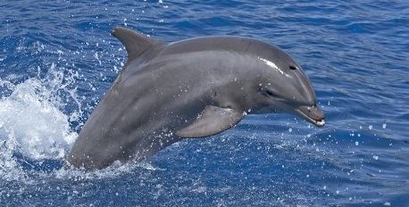 Meet The Dolphins Boat Excursion