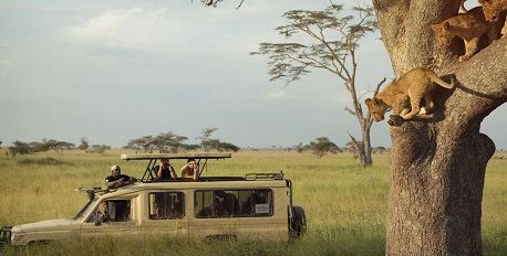 Safari Experience
