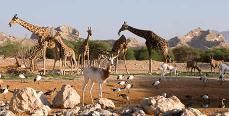 Al Ain Zoo