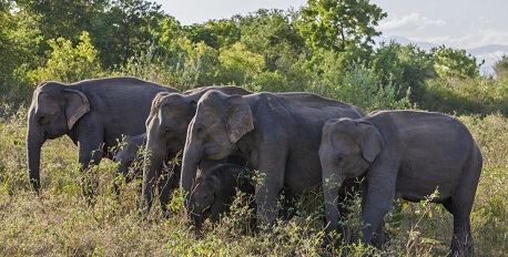 Uda Walawe Elephant Sanctuary