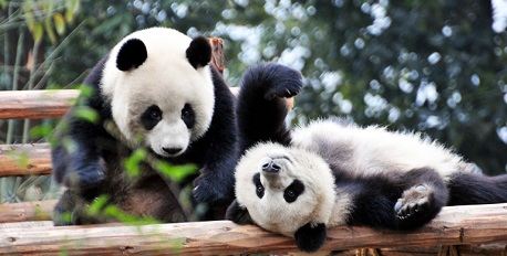 Giant Panda Breeding Centre