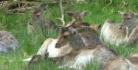 Bolderwood Deer Sanctuary 