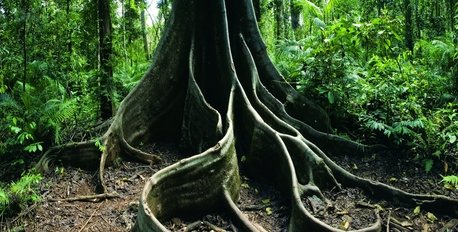 Ancient Daintree Rainforest