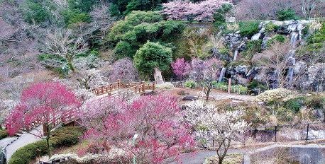 Atami Baien 'Plum Garden'