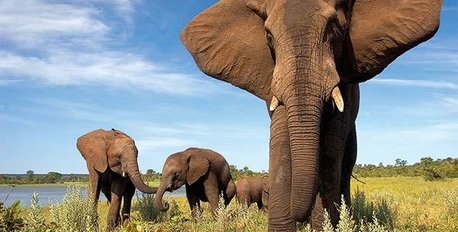 Wild Elephant Sanctuary