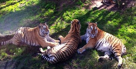  Siberian Tiger Park