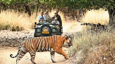Game Drives Into Ranthambhore National Park