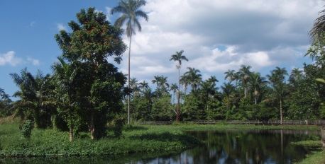 The Royal Palm Reserve